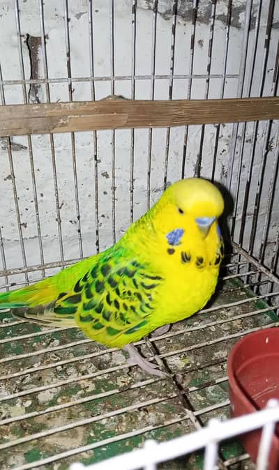 Exi TCB Lemon Breeder Male ( Urgent Sale )
