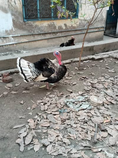 breader Male available