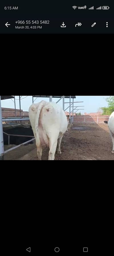 تین گائے آسٹریلوی فار سیل