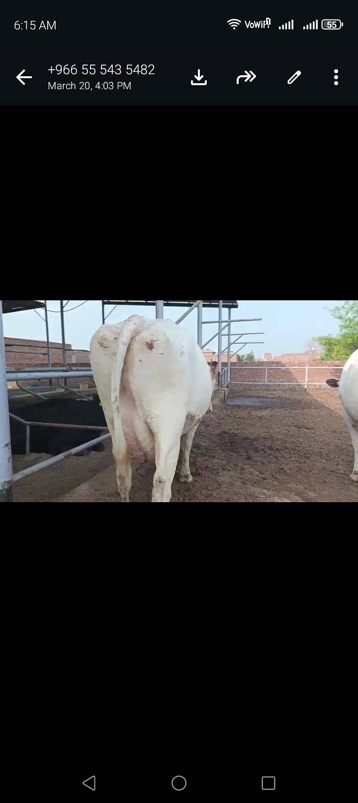 تین گائے آسٹریلوی فار سیل 0