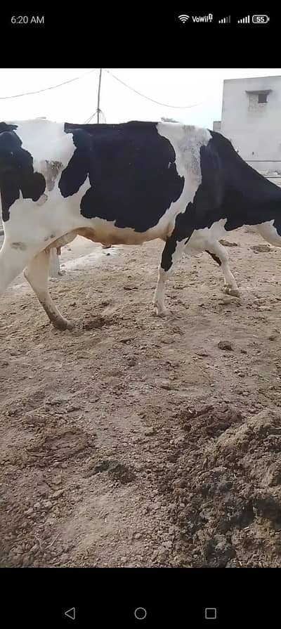 تین گائے آسٹریلوی فار سیل