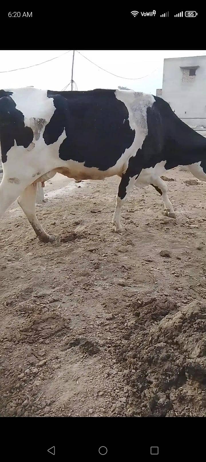 تین گائے آسٹریلوی فار سیل 1