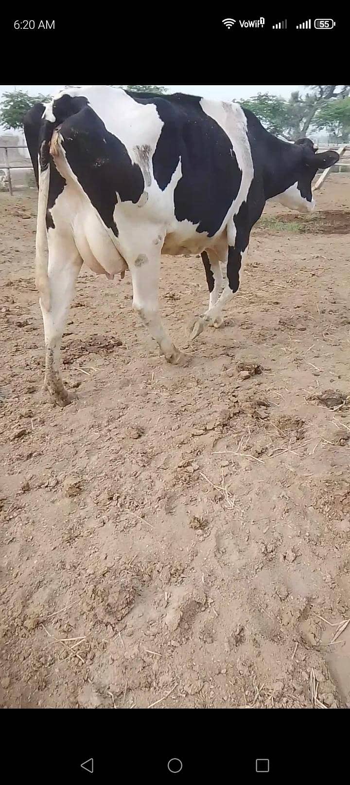 تین گائے آسٹریلوی فار سیل 2