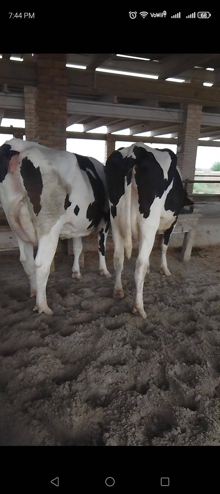 تین گائے آسٹریلوی فار سیل 3