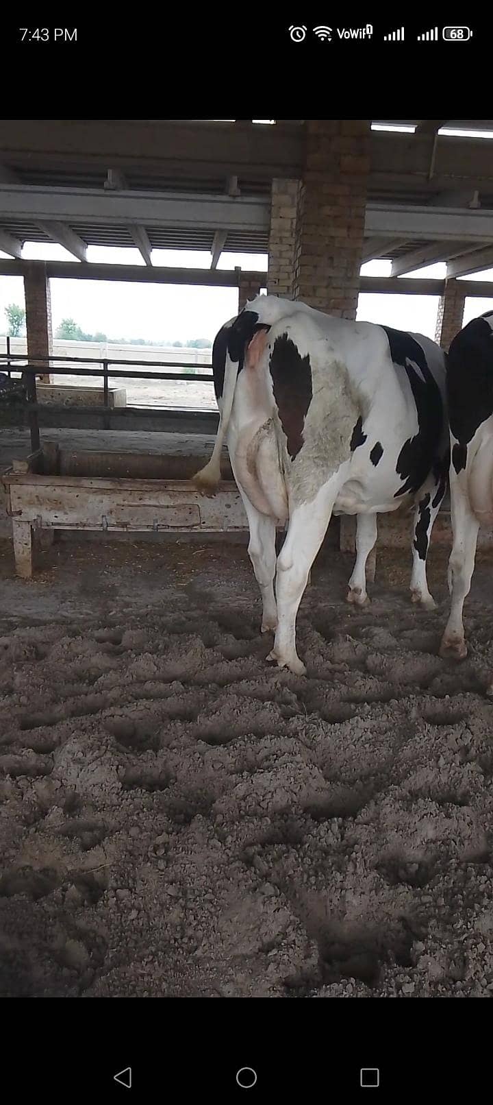 تین گائے آسٹریلوی فار سیل 4