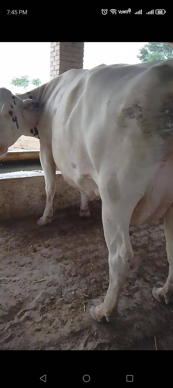 تین گائے آسٹریلوی فار سیل 5