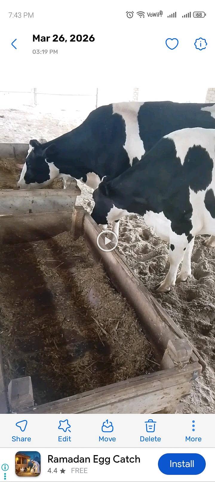 تین گائے آسٹریلوی فار سیل 6