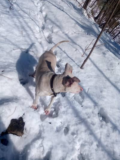 Gultair Male dog for Sale