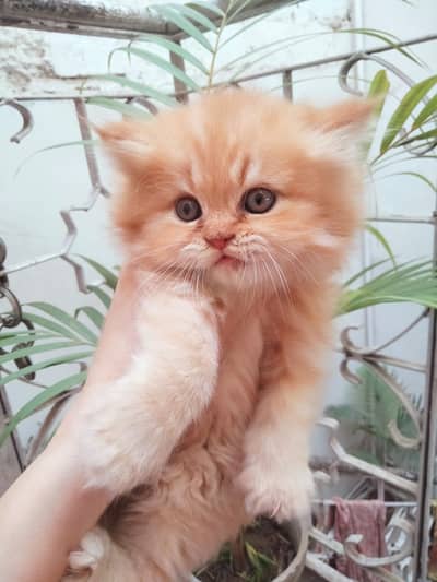 Persian British Punch Face & Piki Face Pair of Kittens Available