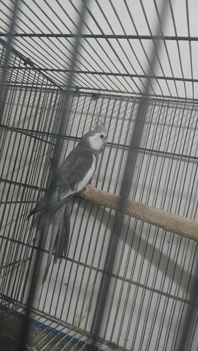 1 male cocktail breeder  for sale Australian pair red eyes