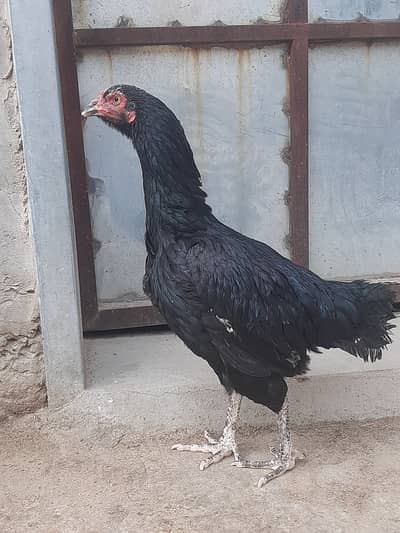 Miawali Mushka Aseel Maadi with 5 chicks