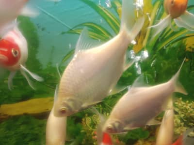 Blue Line Shark & Tinfoil ( Tinfin)