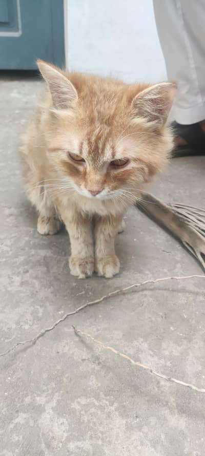 Persian male cat for sale