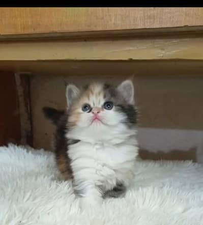 Persian male and female/ triple coated/ kittens available for sale