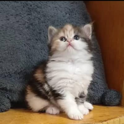 Persian male and female/ triple coated/ kittens available for sale