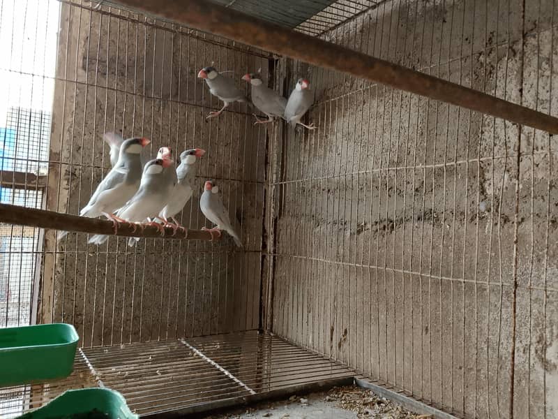 lovebirds and java 0