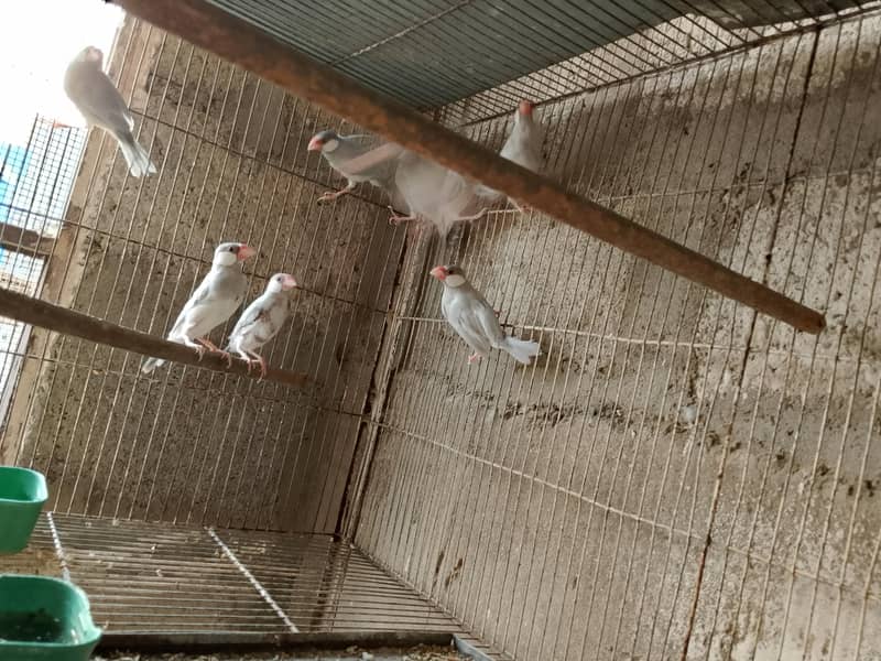 lovebirds and java 1