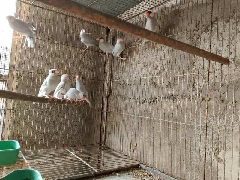 lovebirds and java 2