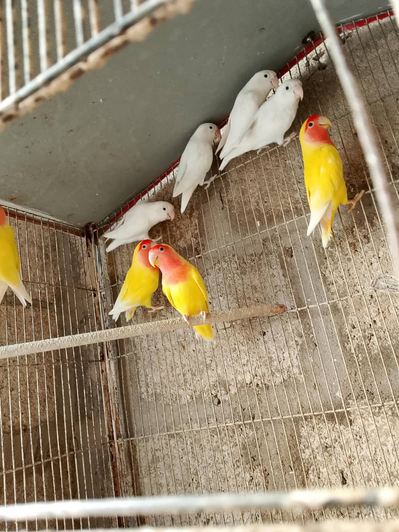 lovebirds and java 3