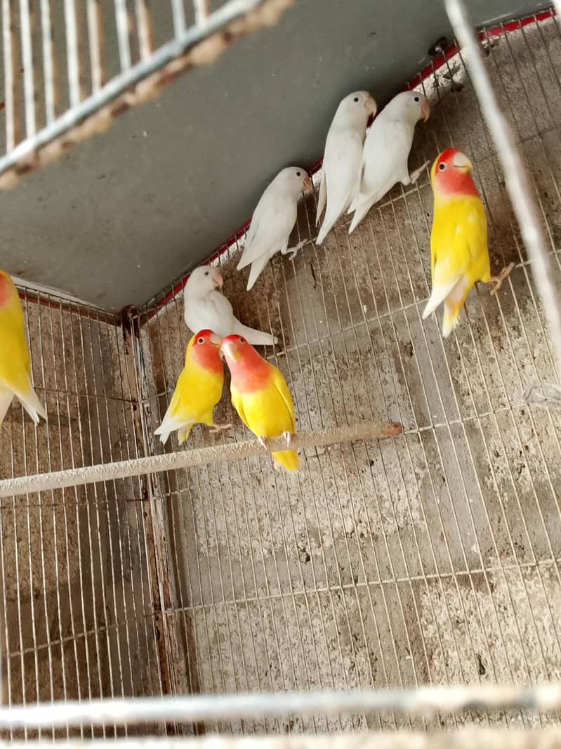 lovebirds and java 4