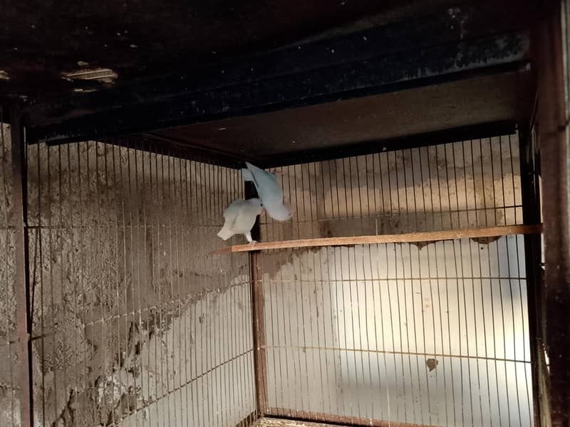 lovebirds and java 5