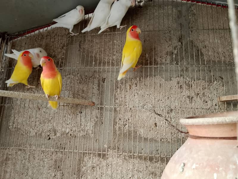 lovebirds and java 6