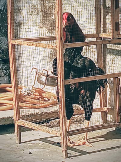 Sindhi Aseel Best quality