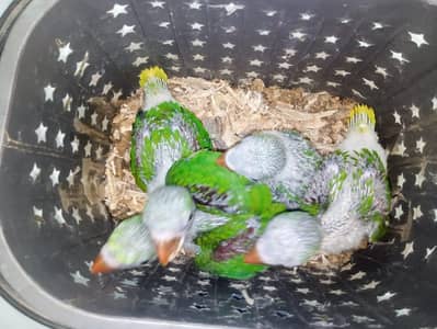 Raw Parrot Jumbo Size Chicks Home Breed