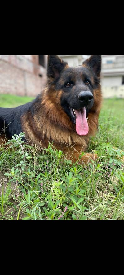 German shepherd security dog
