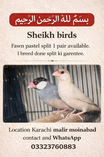 eumo pastel split or fown pastel split pair available