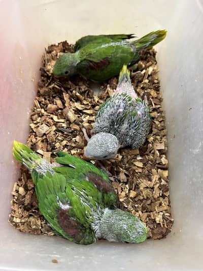 Raw parrot chicks