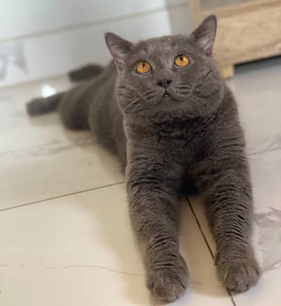 British Shorthair