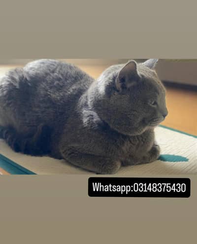 British Shorthair Available For Meting