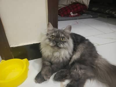 PURE PERSIAN MALE CAT AVAILABLE IN SEMI PUNCH FACE MA SHA ALLAH 