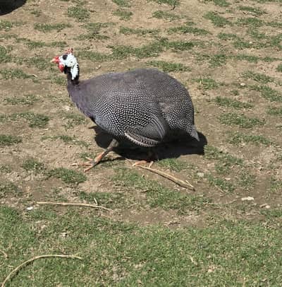 Chakor, Guinea Fowl, Titri