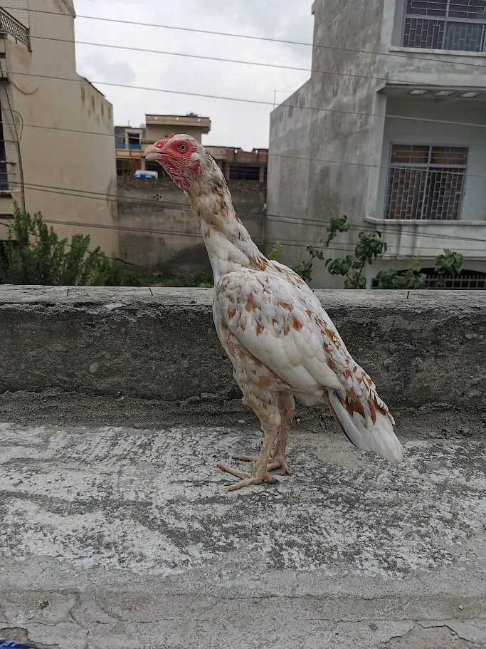 Pure Mianwali aseel hens and astrolorp chicks — photo 2