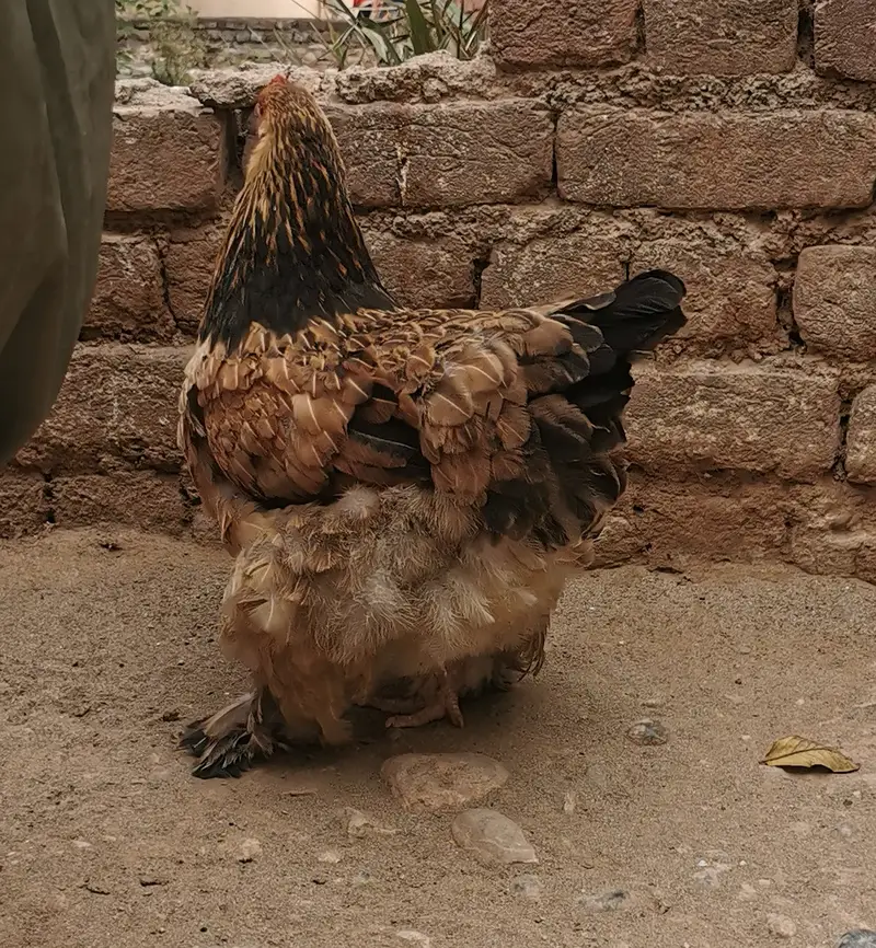 Pure Mianwali aseel hens and astrolorp chicks — photo 11