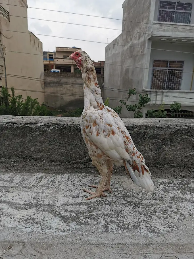 Pure Mianwali aseel hens and astrolorp chicks — photo 8