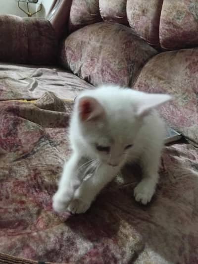 percian cat male baby double coat