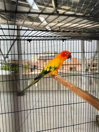 Sunconoure breeder female