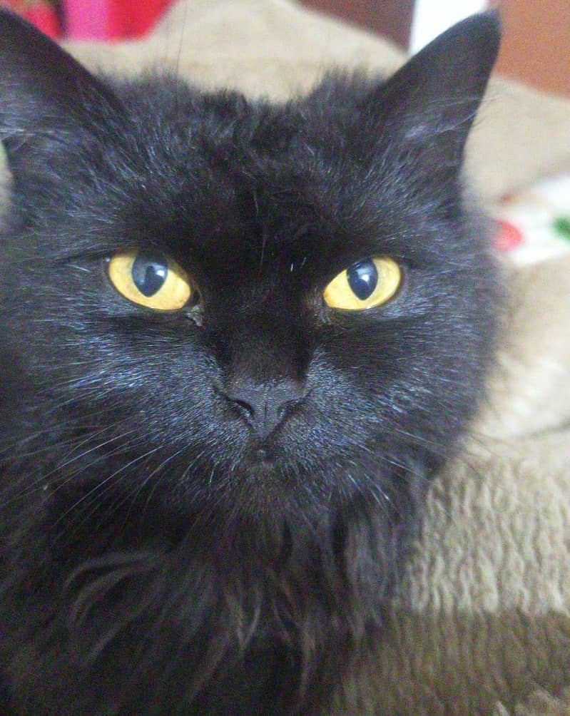 Persian cat 10