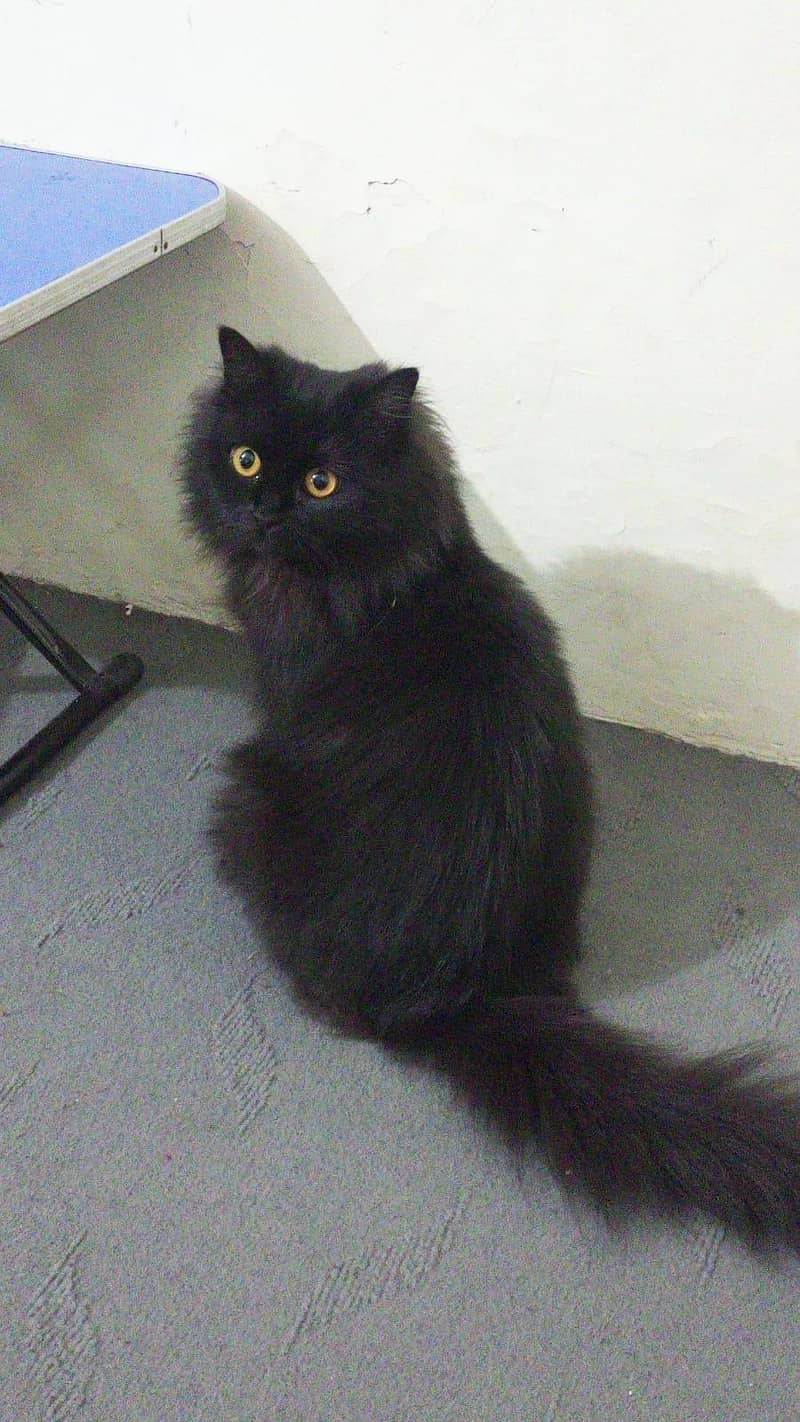 Persian cat 0