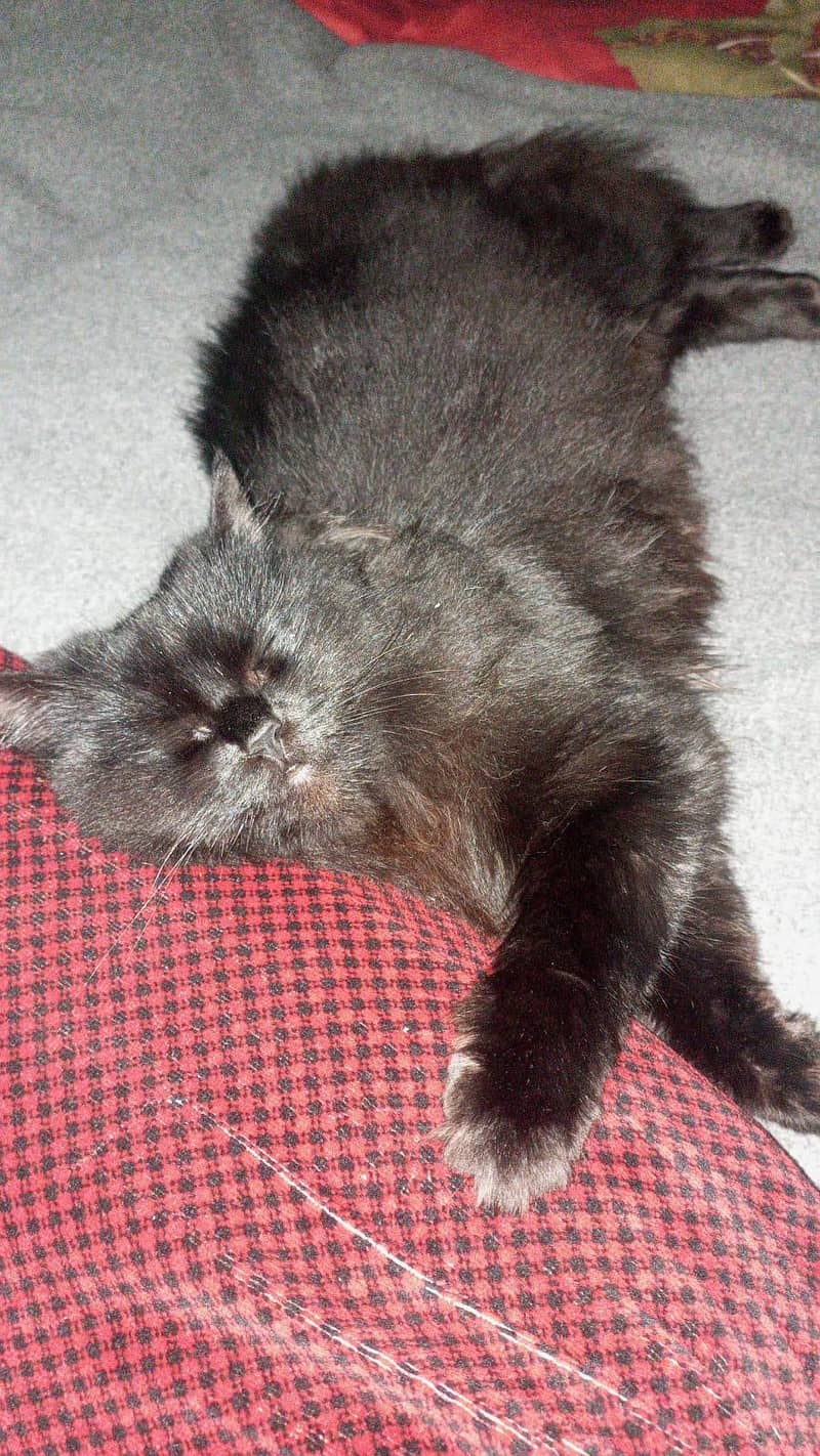 Persian cat 11