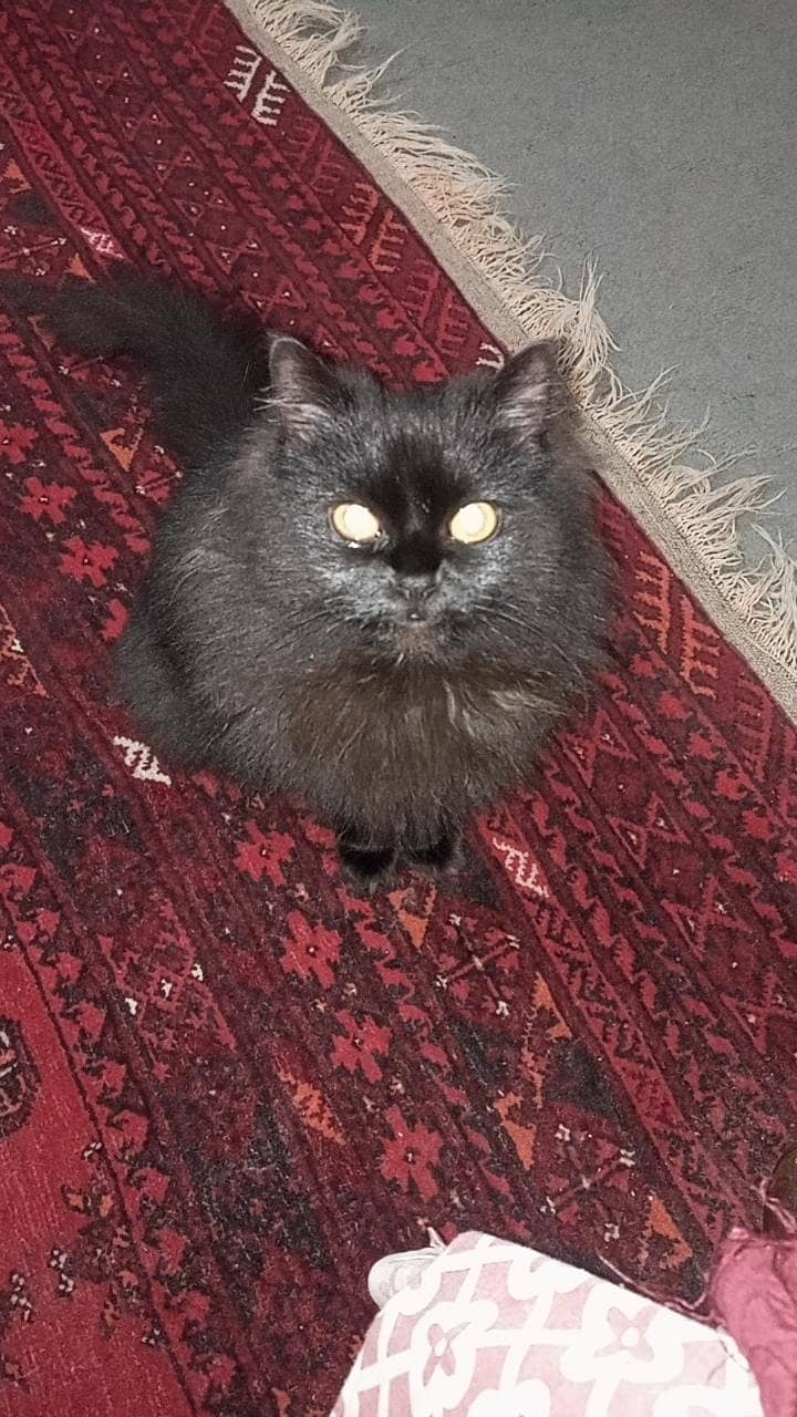 Persian cat 12
