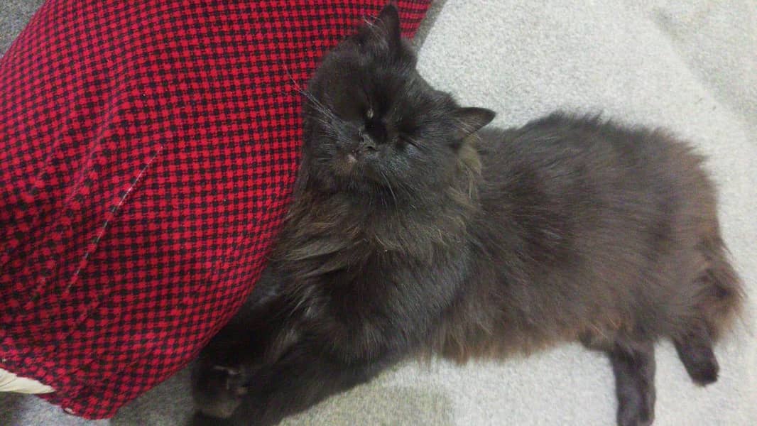 Persian cat 13