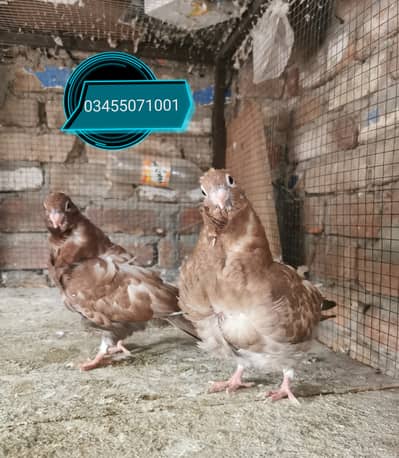 Imported bloodline fancr pairs