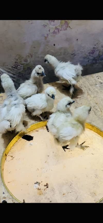5 piece Silkie Chicks available 24-25 days age