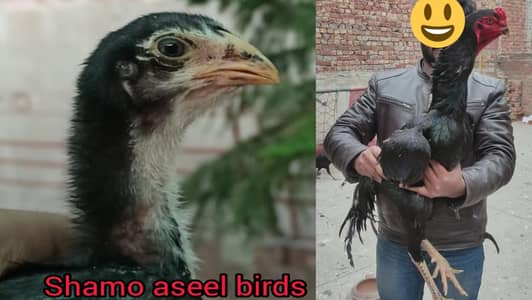 black shamo chicks/shamo chicks/o shamo chicks