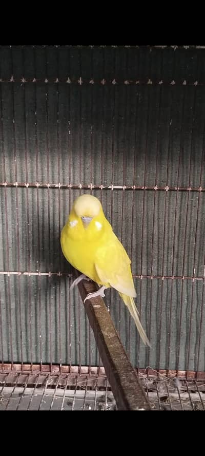 Under Exhi Breeder Fertile Male