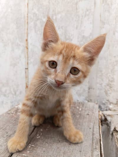 kittens for adoption